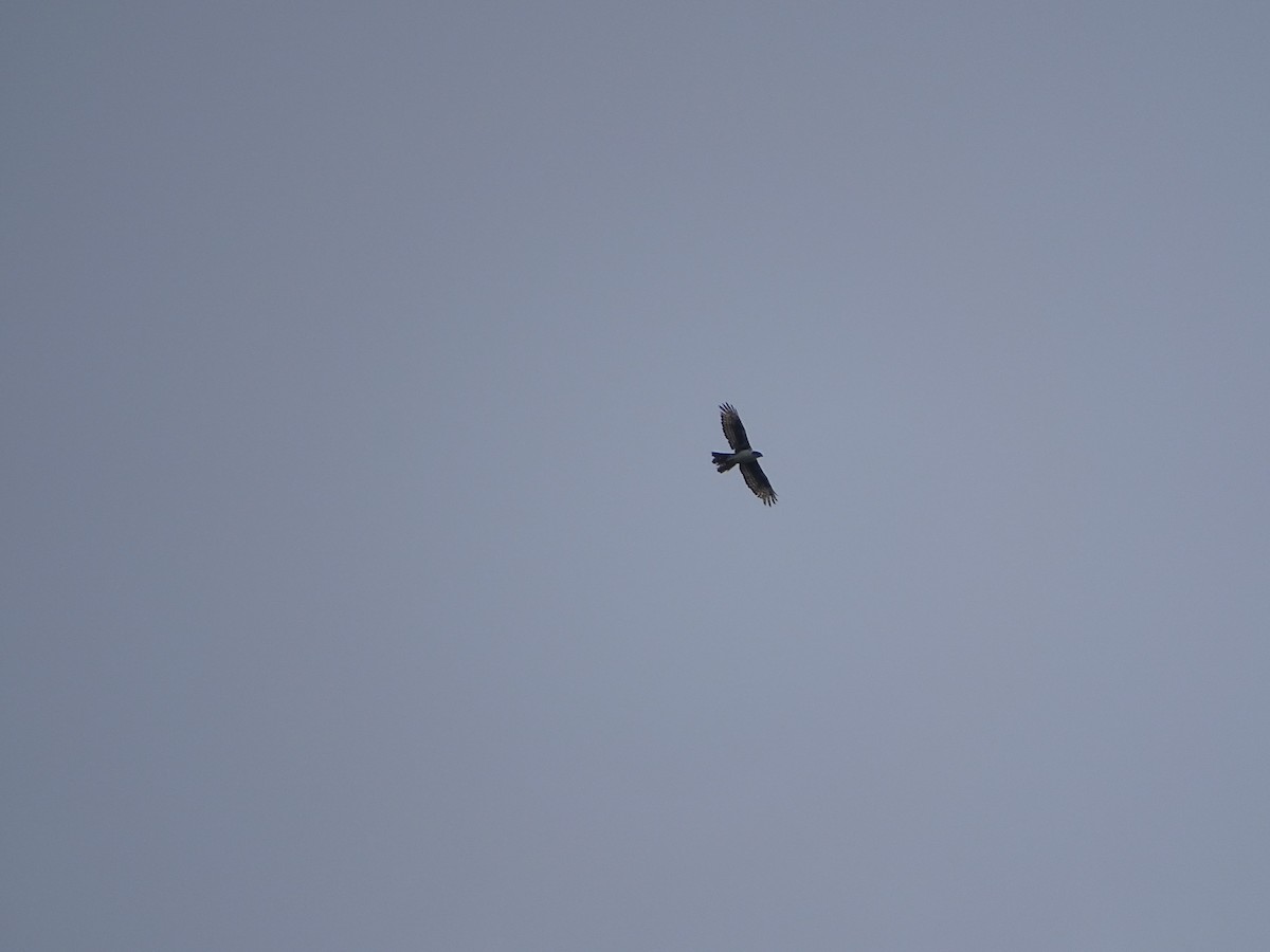 Cassin's Hawk-Eagle - Malte Vermeer