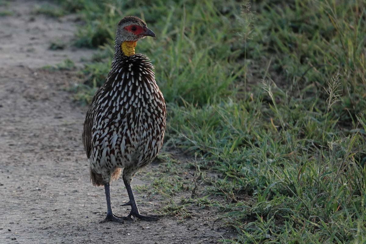 Yellow-necked Spurfowl - ML617602785