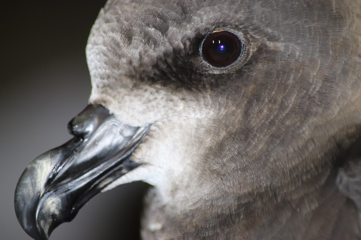 Gray-faced Petrel - A Xiong