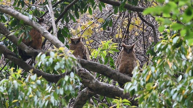 Tawny Fish-Owl - ML617602797