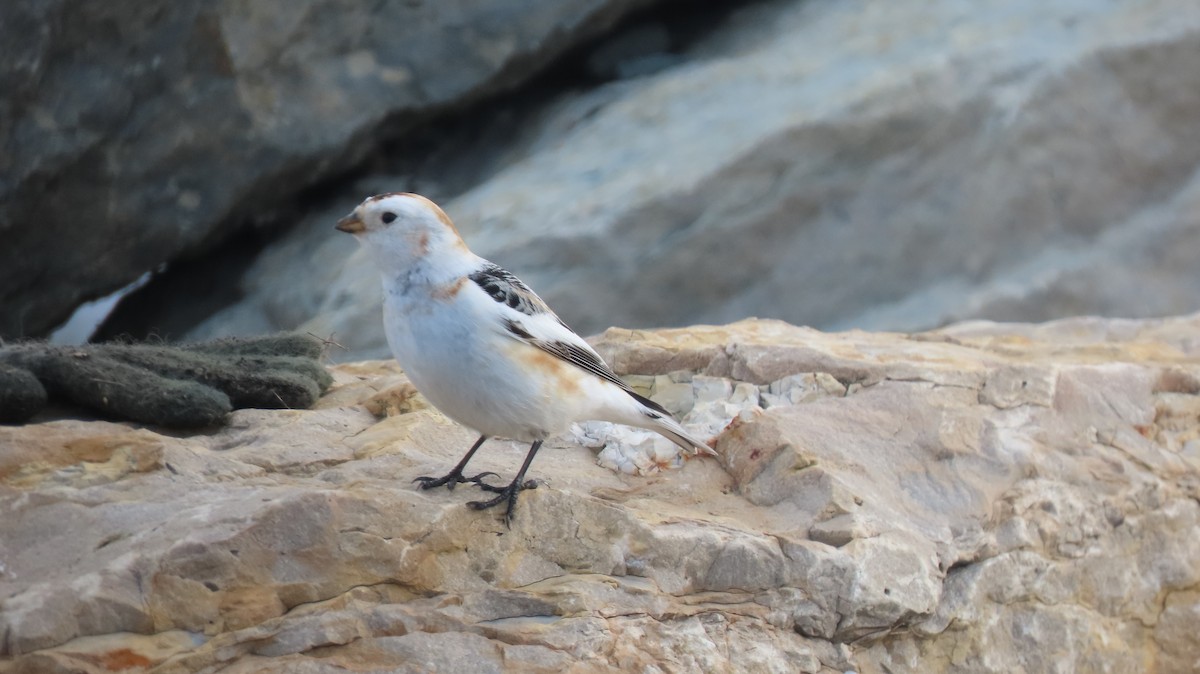 Snow Bunting - Howard Lorenz