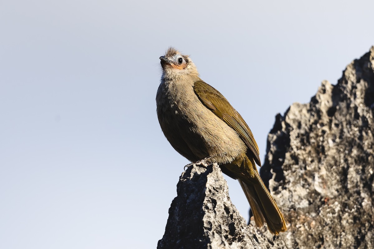 Bare-faced Bulbul - ML617602842