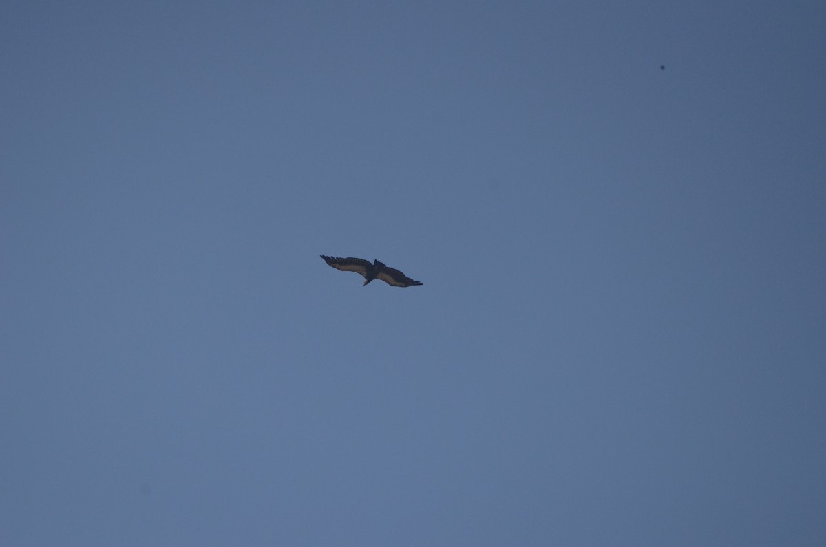 White-rumped Vulture - Karthikeyan G B