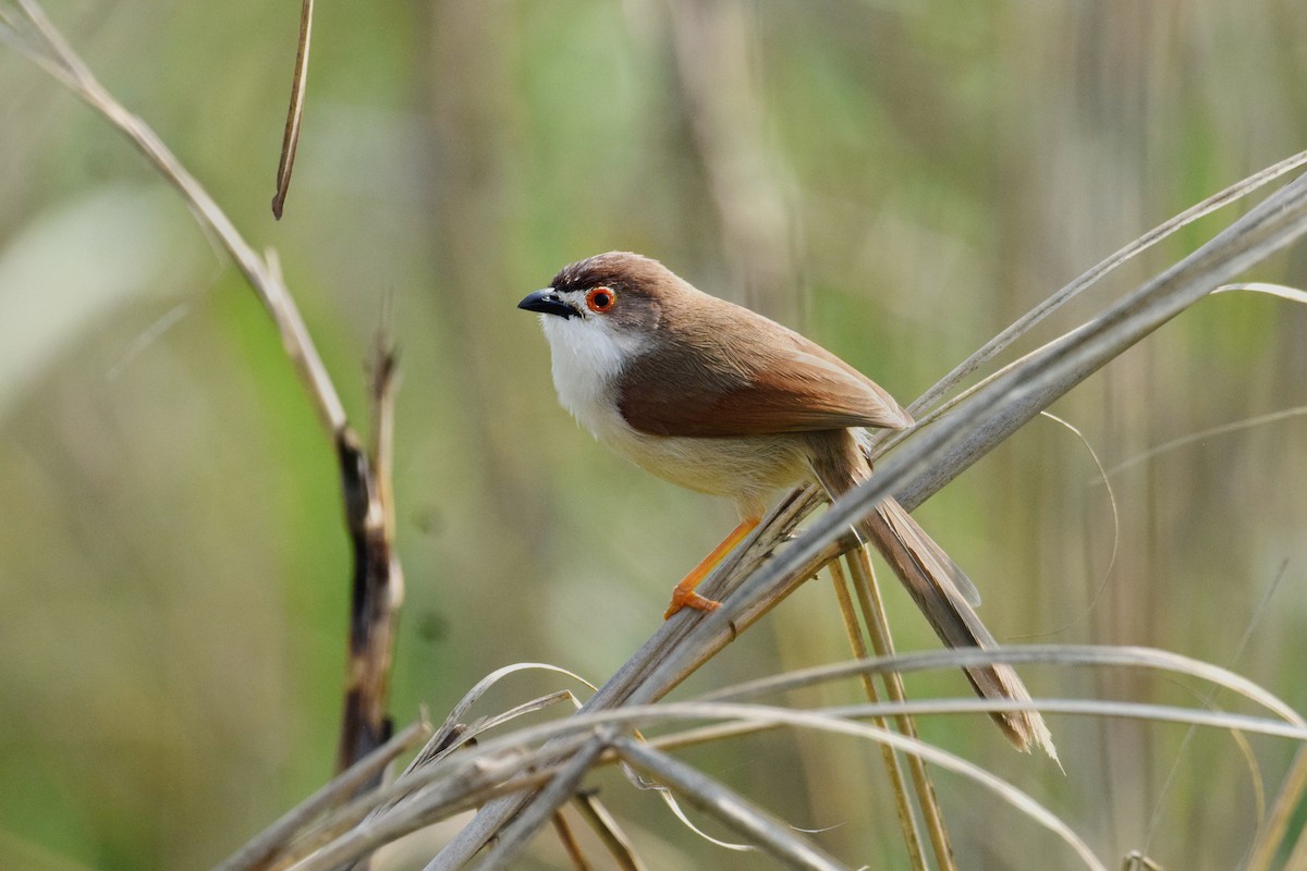 Yellow-eyed Babbler - Premjit Elangbam