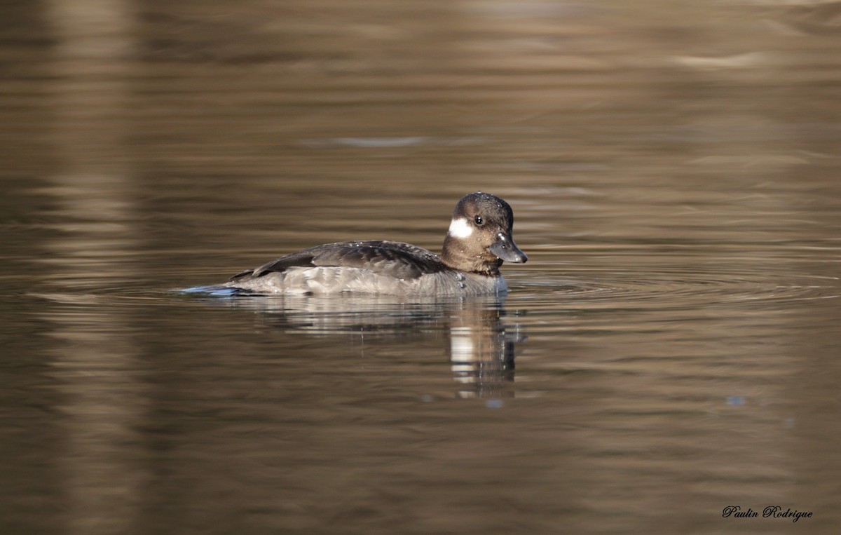 Bufflehead - ML617602877