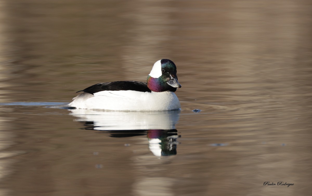 Bufflehead - ML617602878