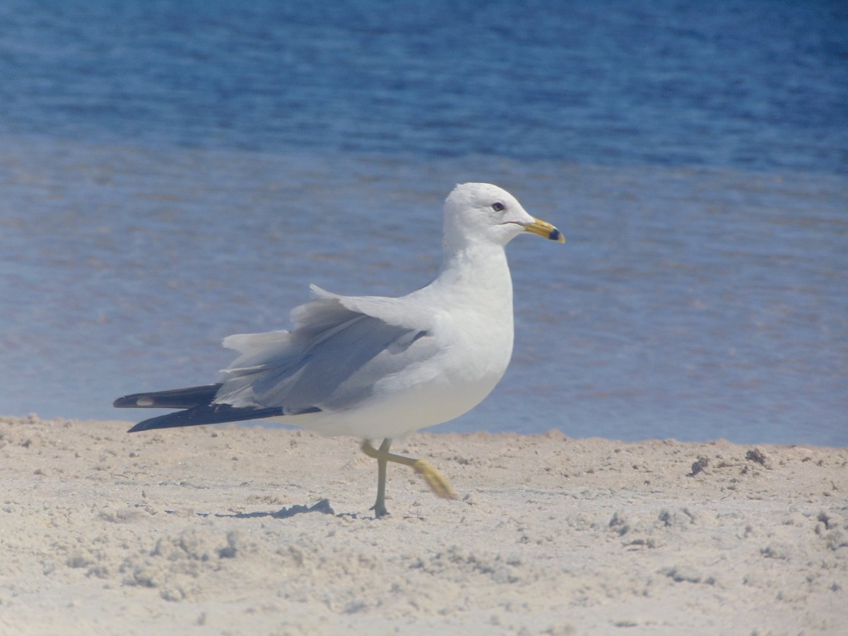 Ring-billed Gull - ML617602889