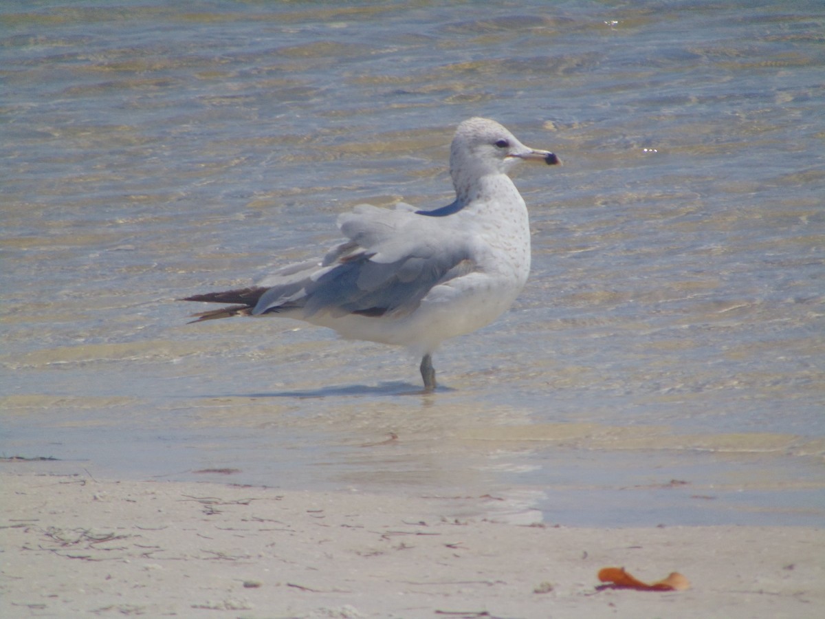 Ring-billed Gull - ML617602890