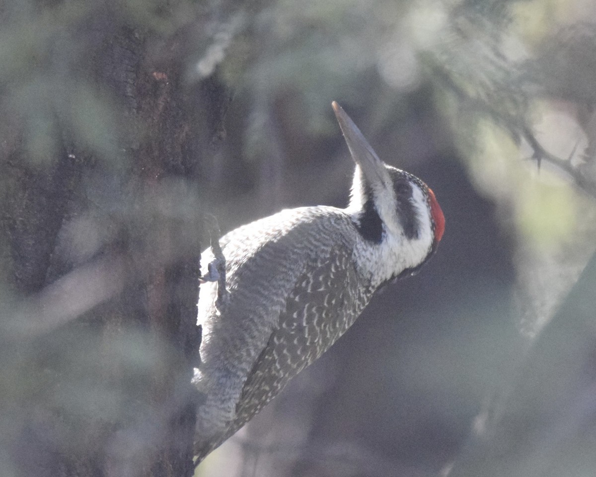 Bearded Woodpecker - ML617602931