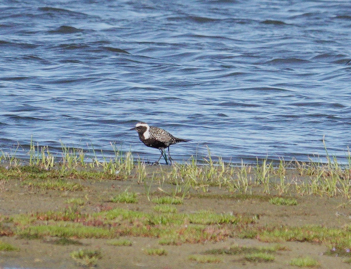 American Golden-Plover - ML617602960