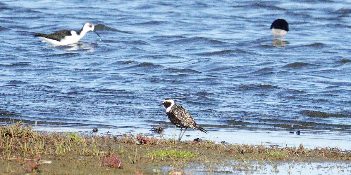 American Golden-Plover - ML617602961