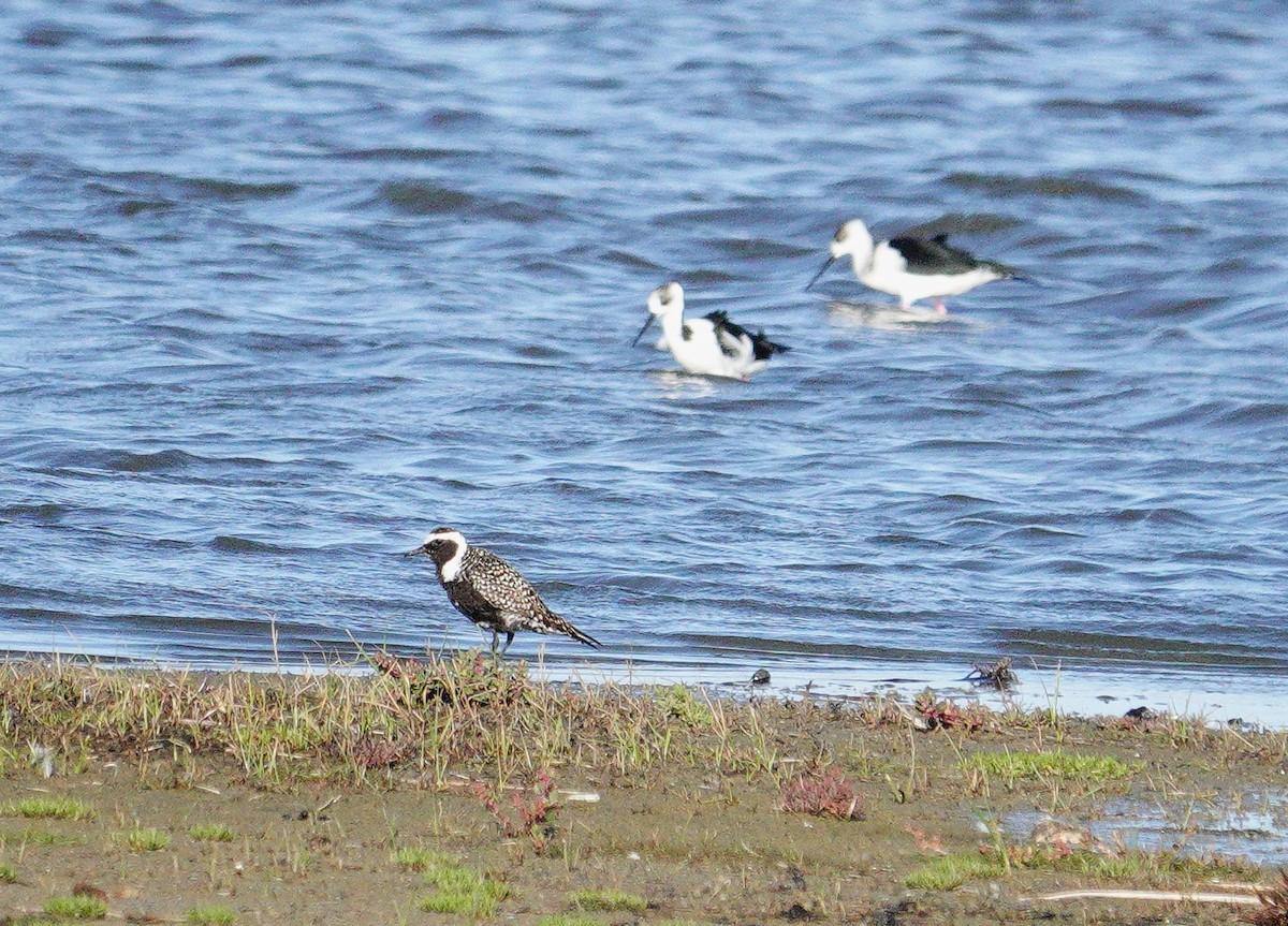 American Golden-Plover - ML617602962