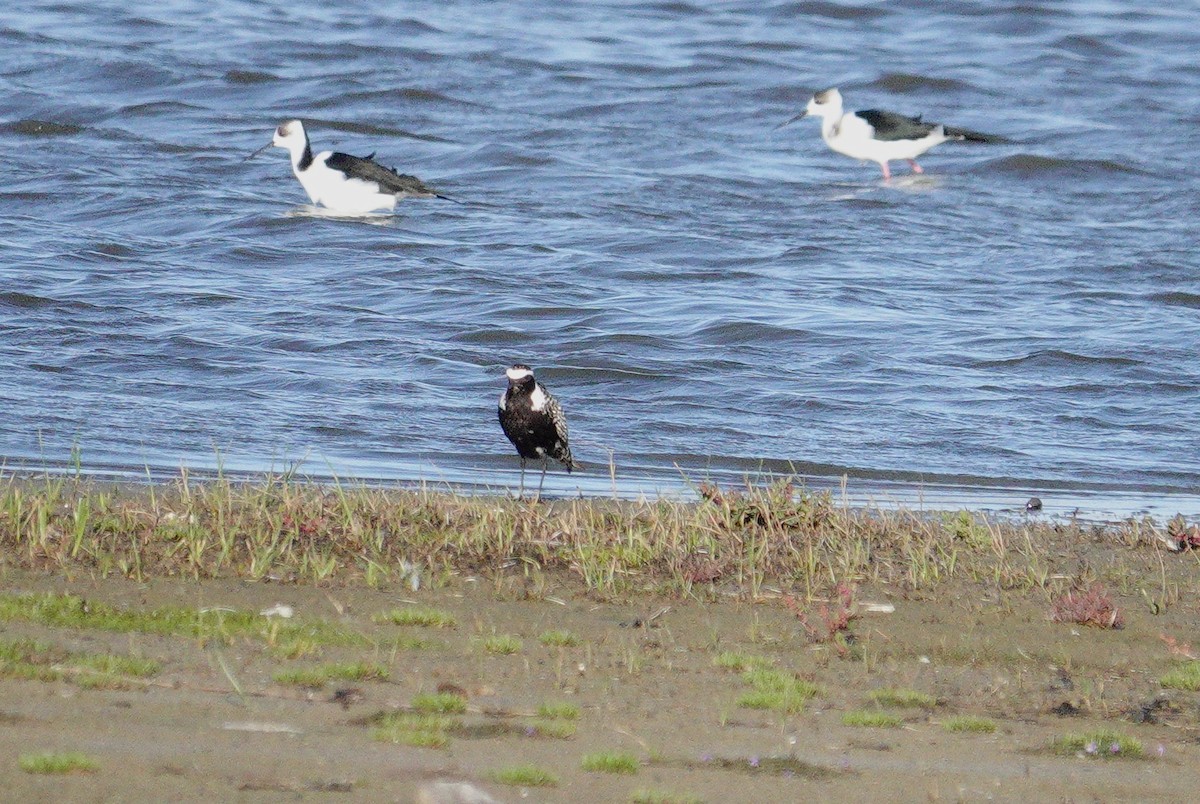 American Golden-Plover - ML617602963