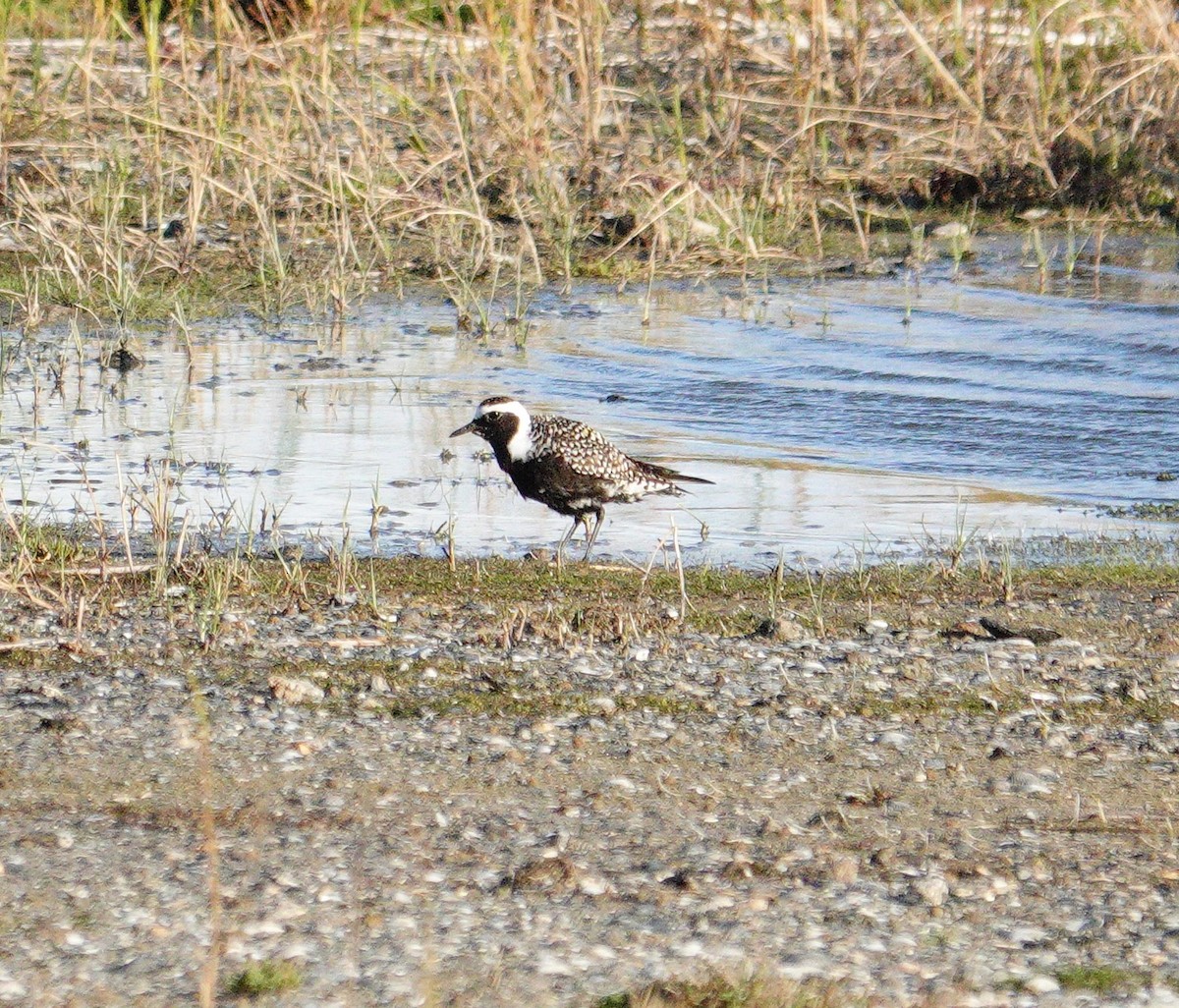 American Golden-Plover - ML617602964