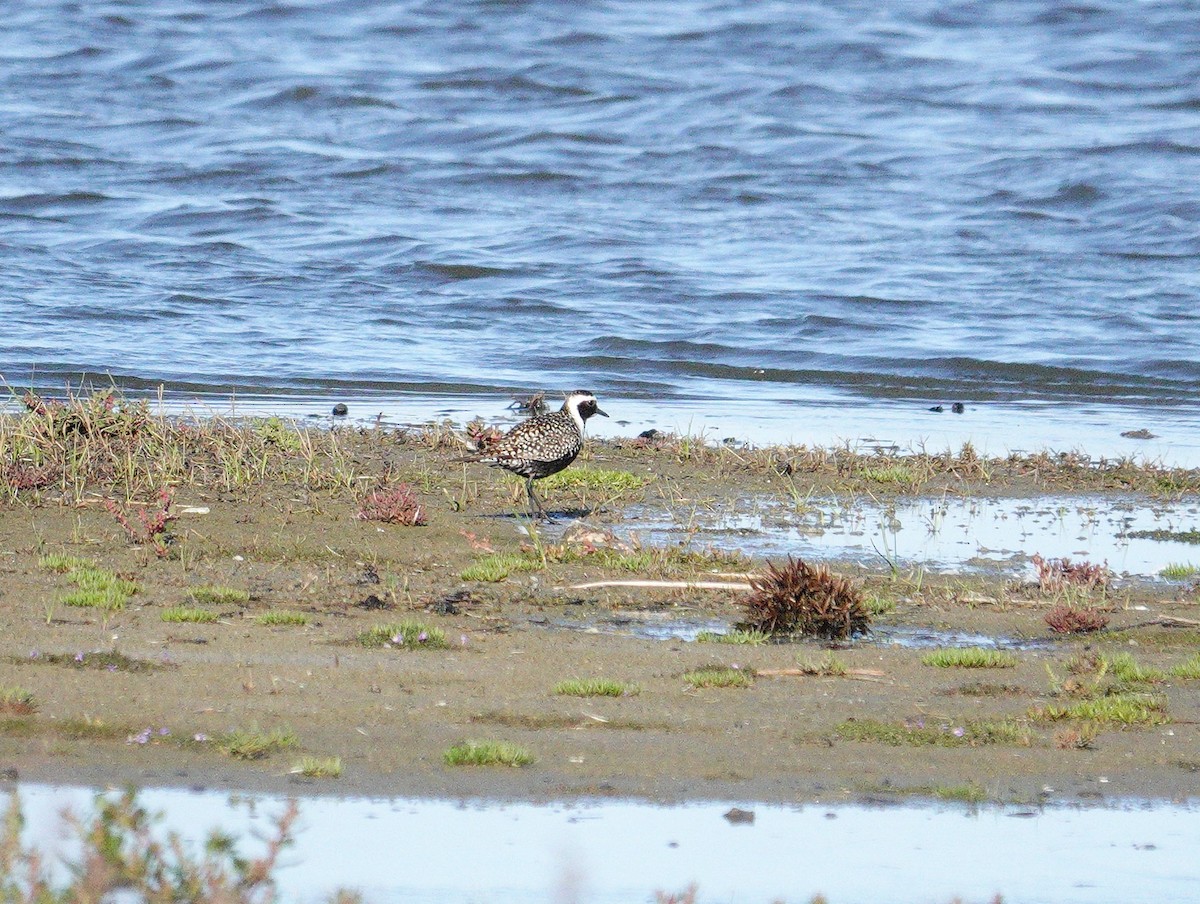 American Golden-Plover - ML617602965