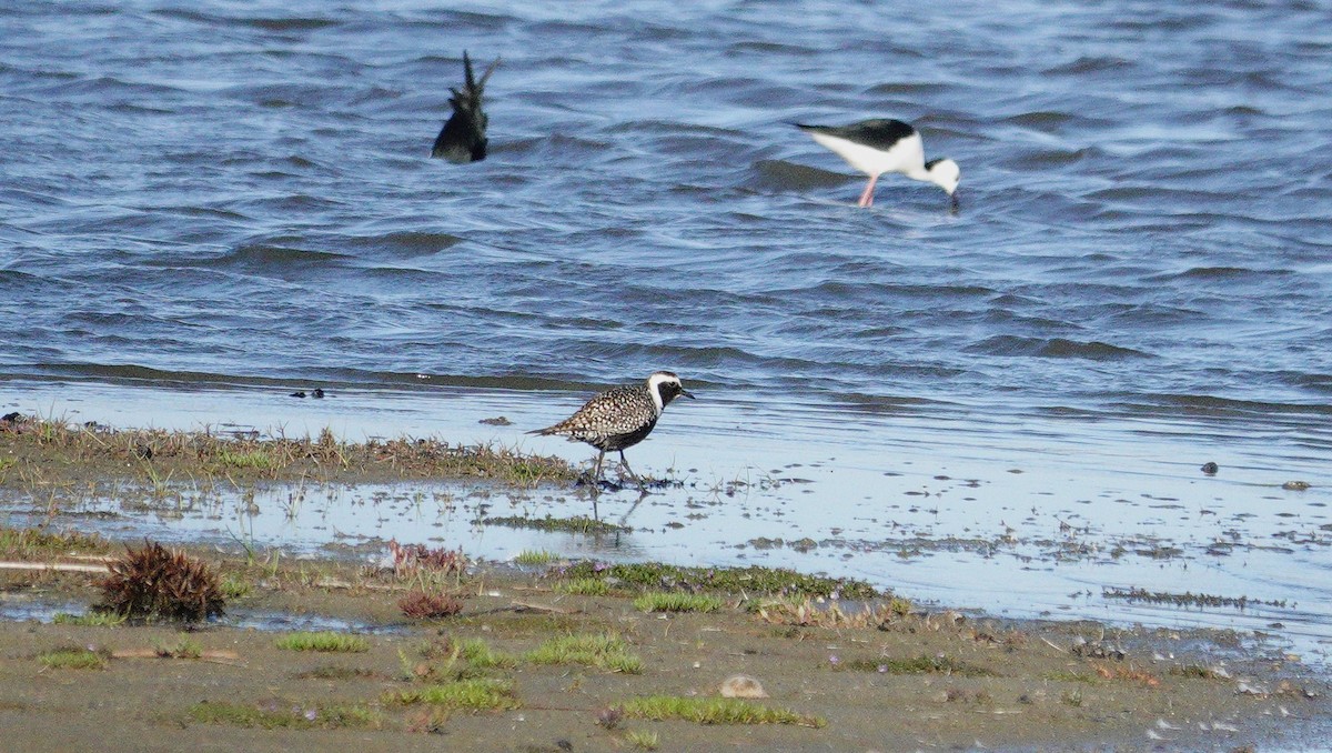 American Golden-Plover - ML617602966