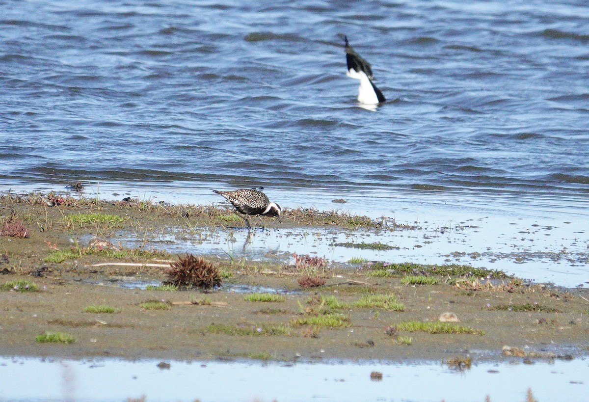 American Golden-Plover - ML617602967