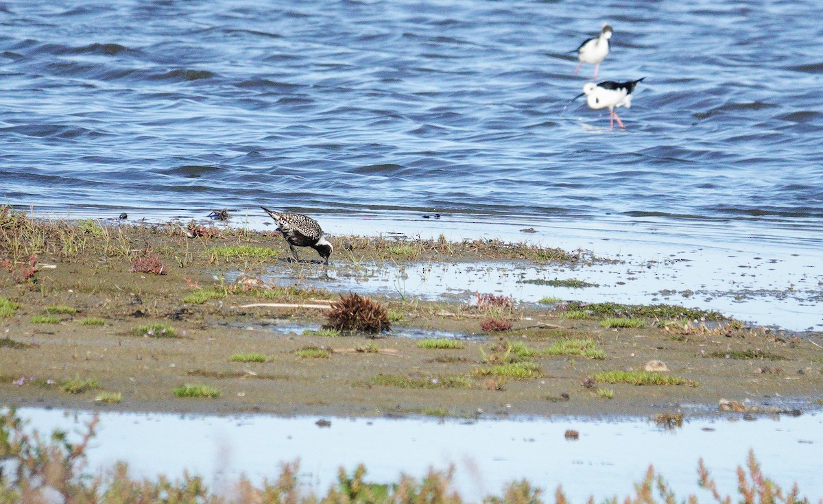 American Golden-Plover - ML617602968