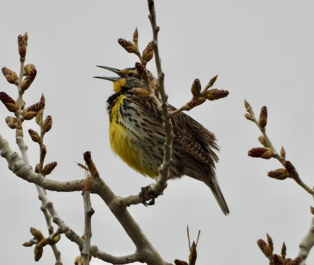 Western Meadowlark - Carolyn Lueck