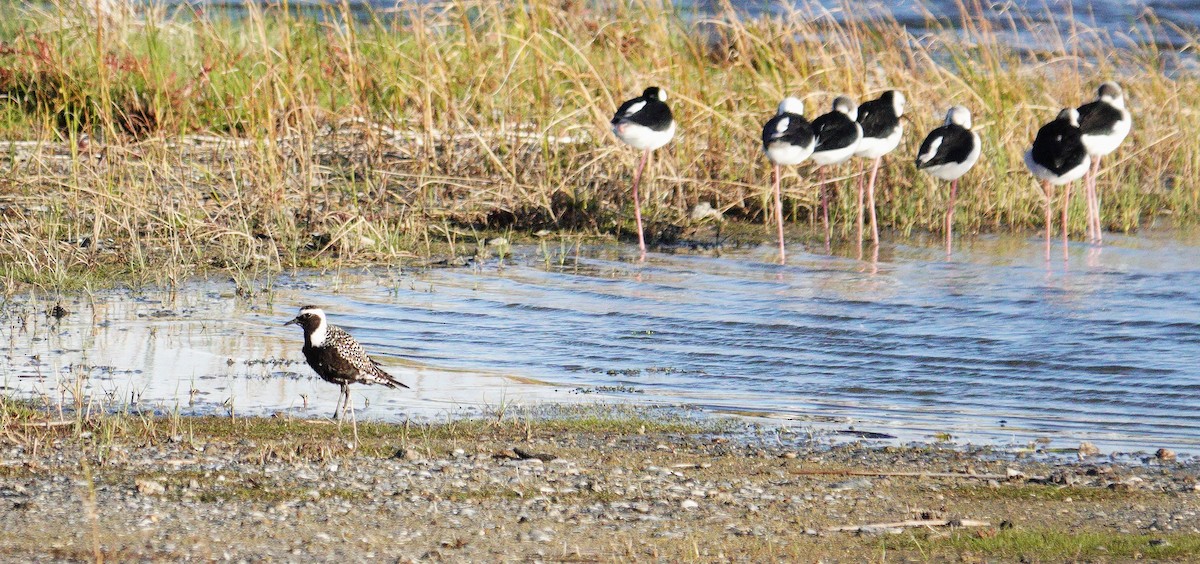 American Golden-Plover - ML617602970