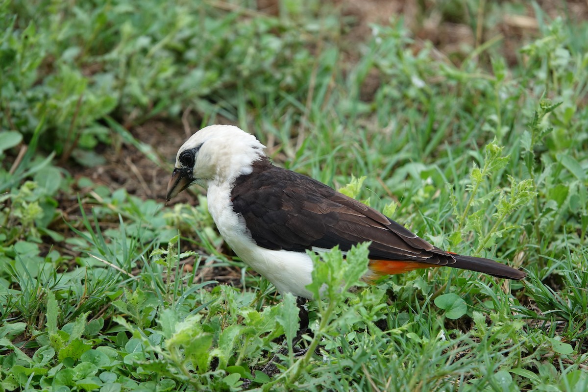 White-headed Buffalo-Weaver - ML617603088