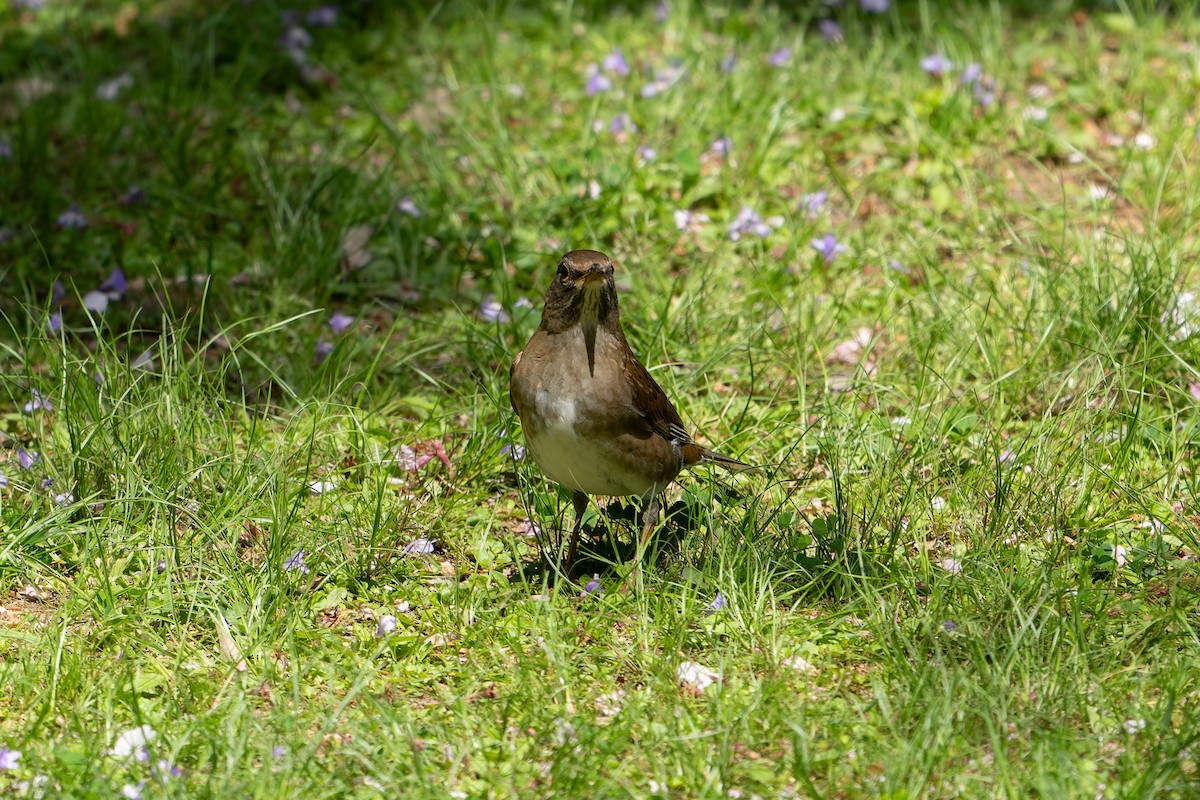 Pale Thrush - Hiroshi Nakamura