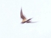 Asian Palm Swift - ML617603165