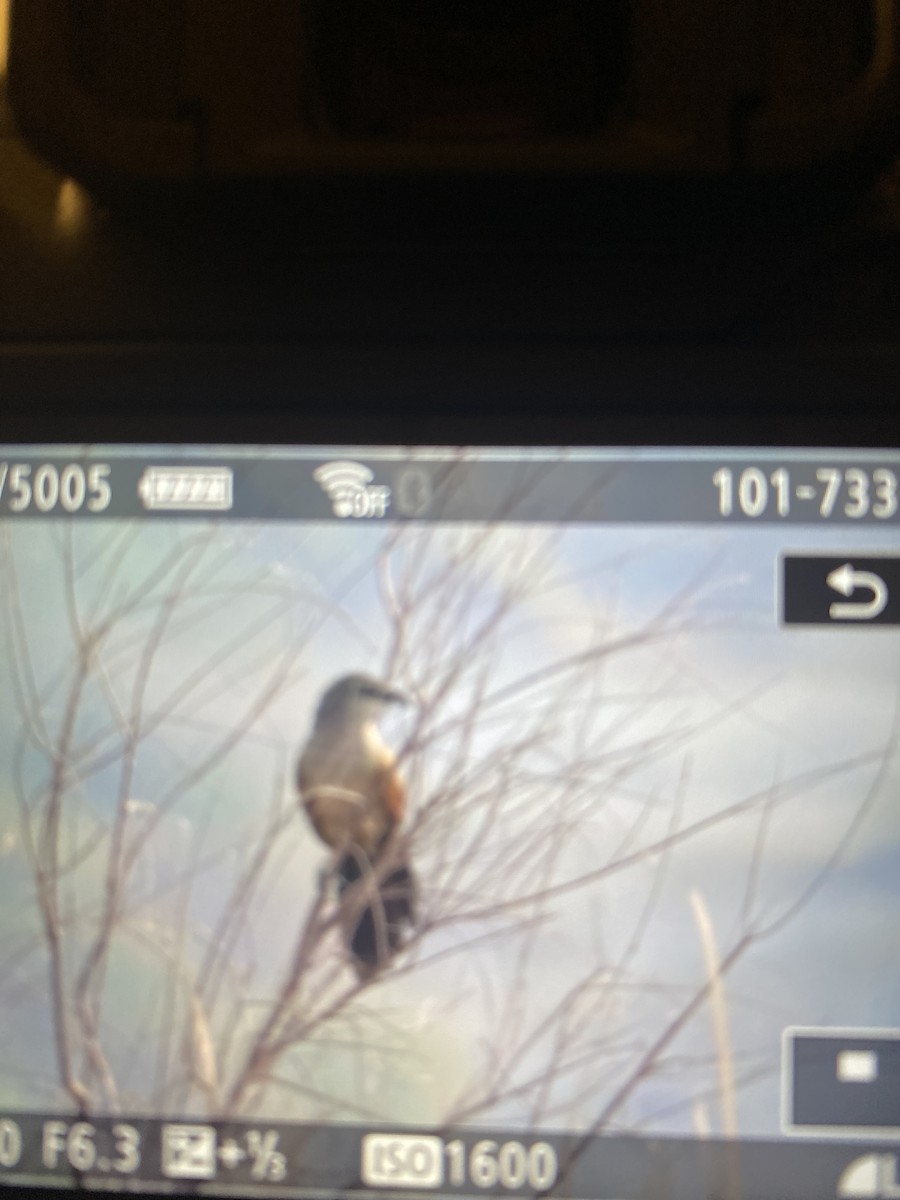 White-browed Coucal (White-browed) - ML617603184