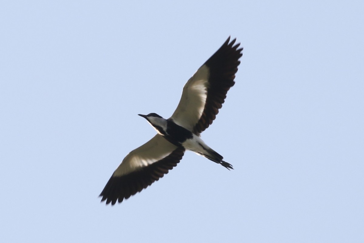 Spur-winged Lapwing - ML617603192