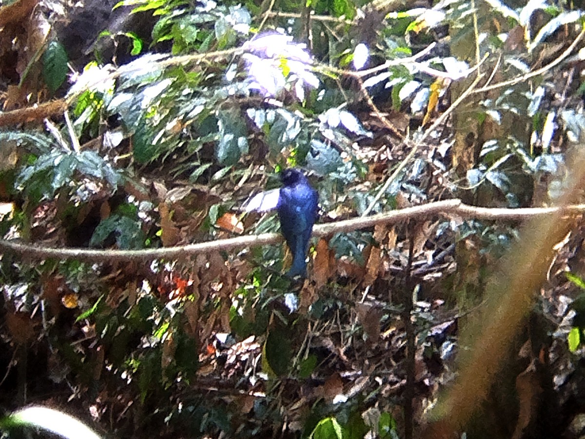 Drongo Balicassio (balicassius/abraensis) - ML617603198