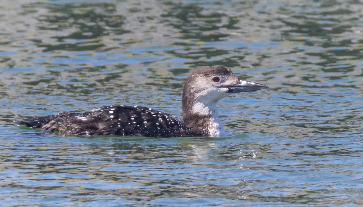 Common Loon - ML617603206