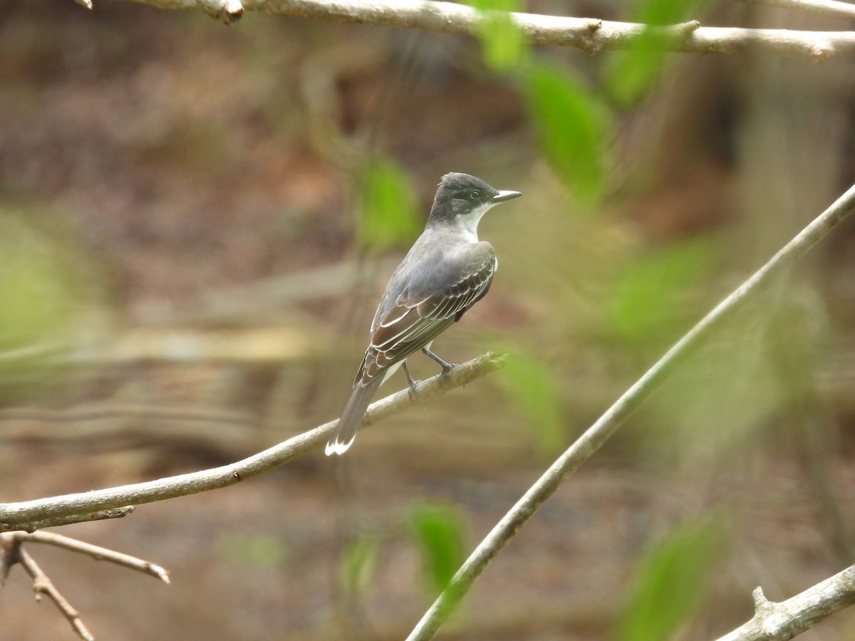 Eastern Kingbird - ML617603226