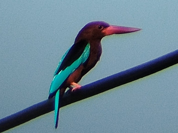 Brown-breasted Kingfisher - Lars Mannzen