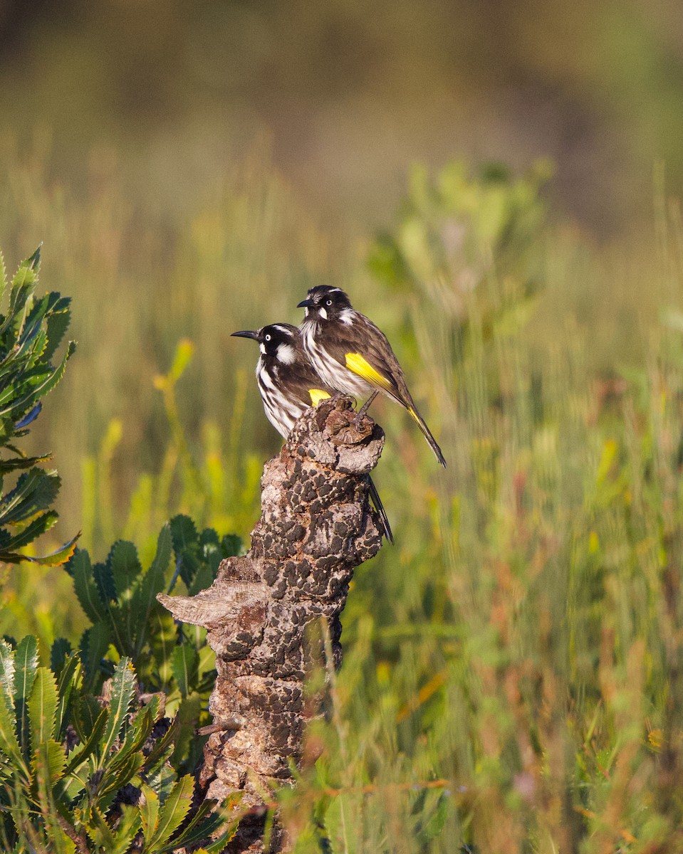 New Holland Honeyeater - ML617603273