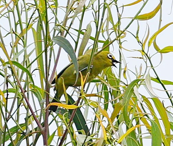 Green White-eye - ML617603282