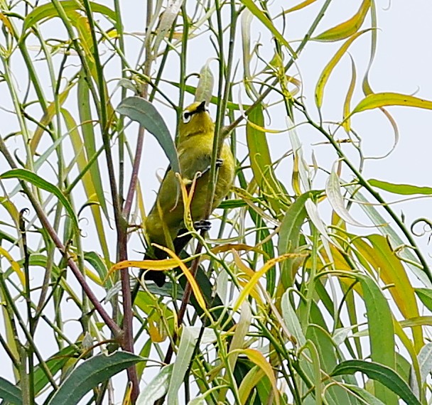 Green White-eye - ML617603284