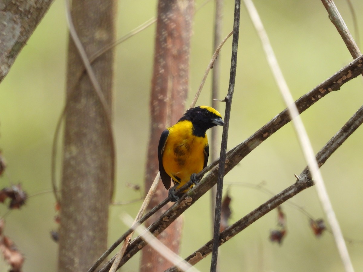 Trinidad Euphonia - ML617603294