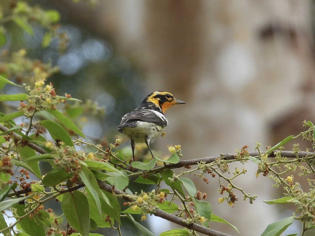 Blackburnian Warbler - ML617603327