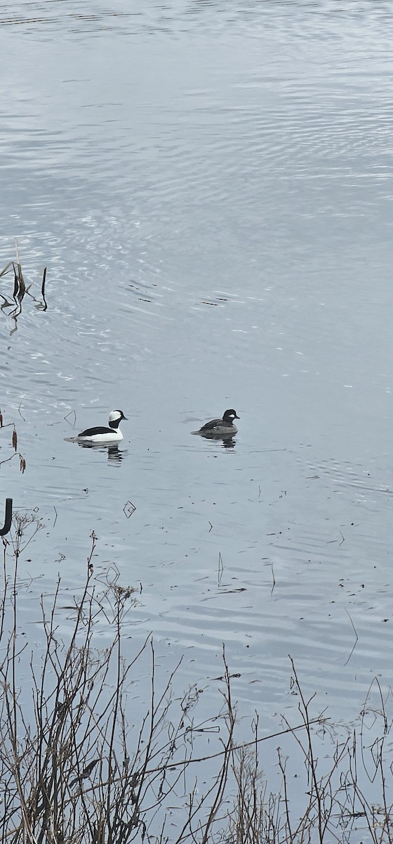 Bufflehead - Sylvain Jarvis