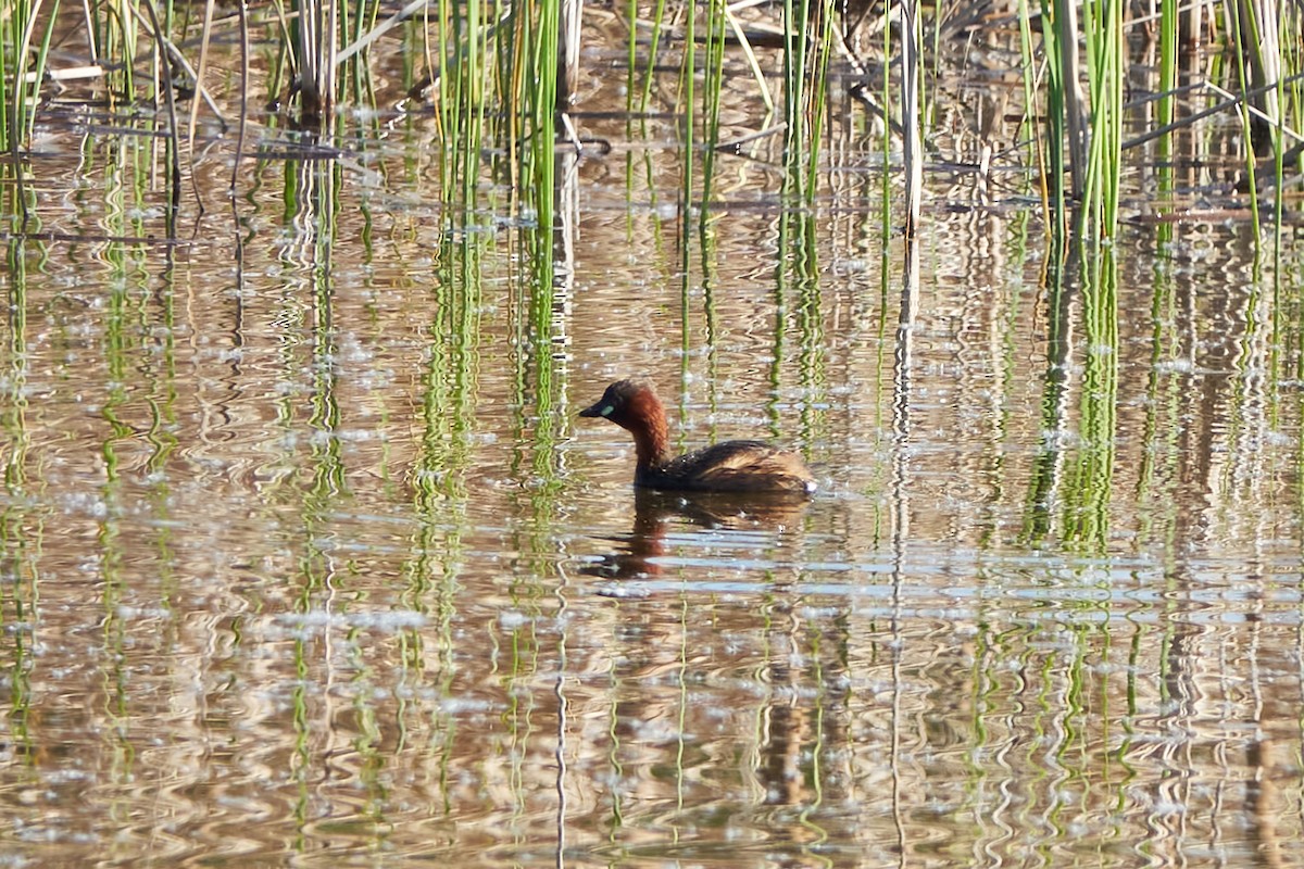 Little Grebe - ML617603400