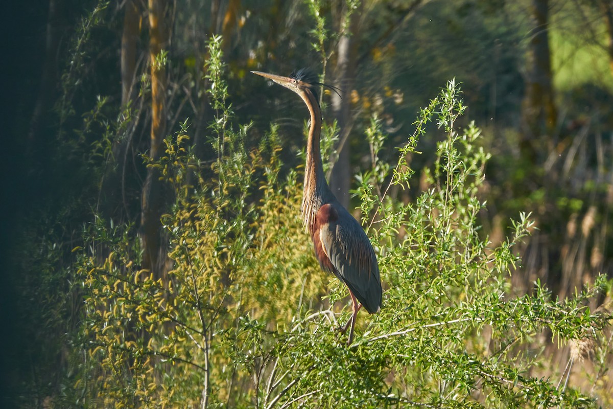 Purple Heron - ML617603416