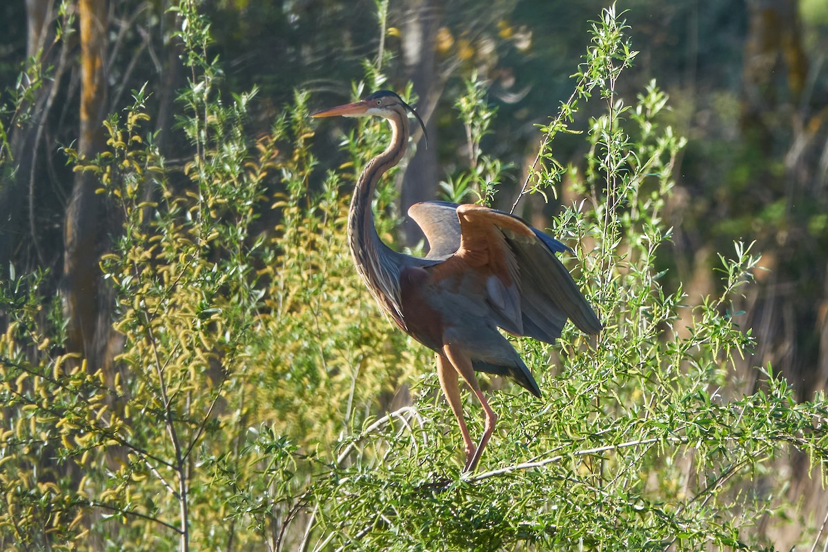 Purple Heron - ML617603418