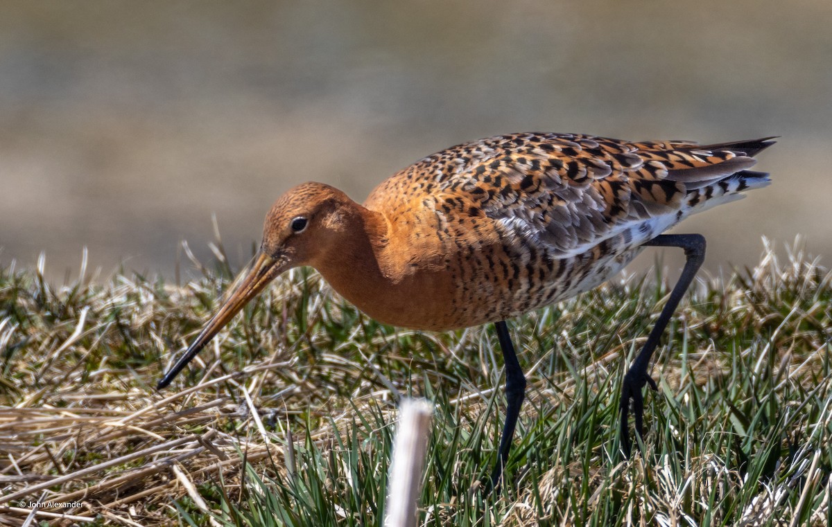 Black-tailed Godwit - ML617603459