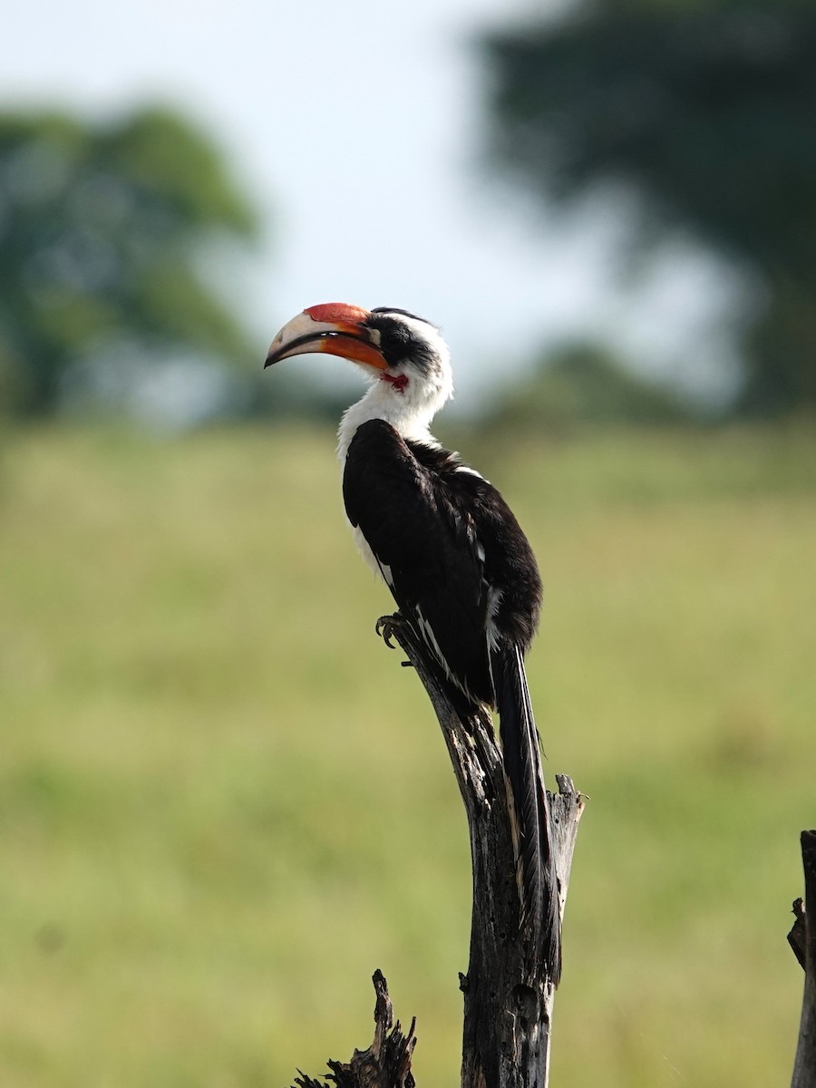 Von der Decken's Hornbill - ML617603461