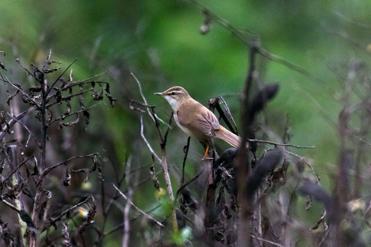 Paddyfield Warbler - ML617603472