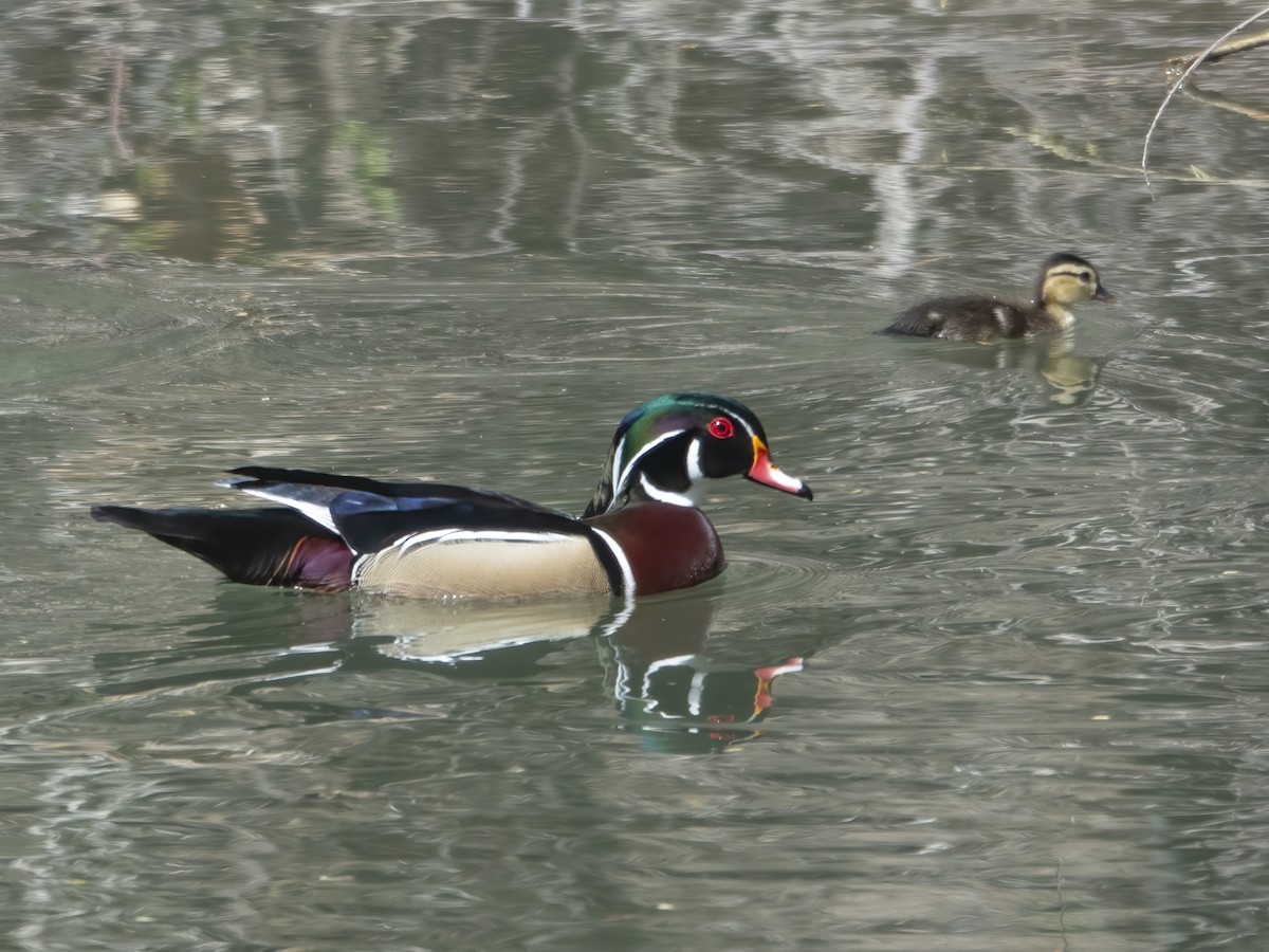 Wood Duck - ML617603479