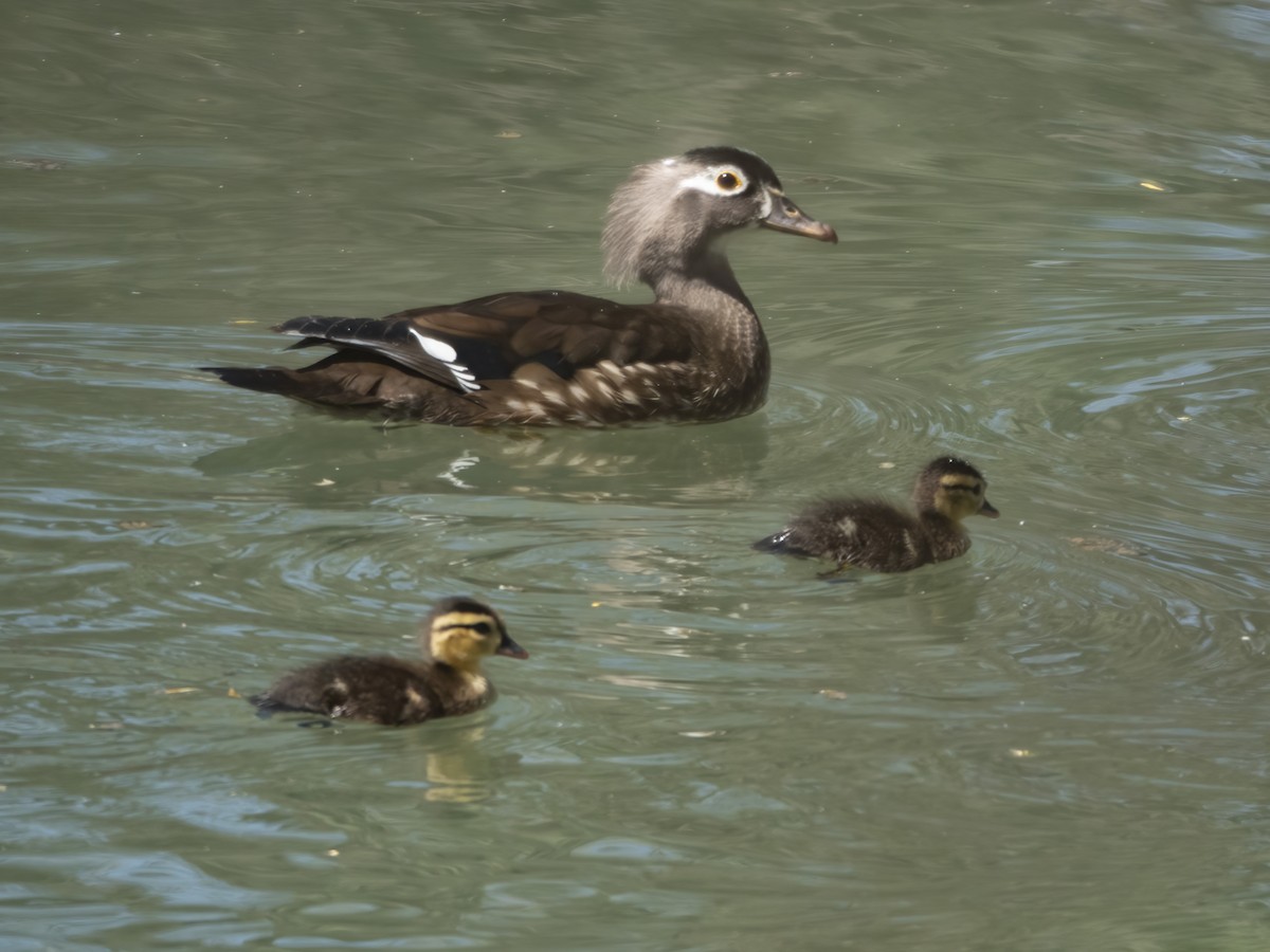 Wood Duck - Glenn Kincaid