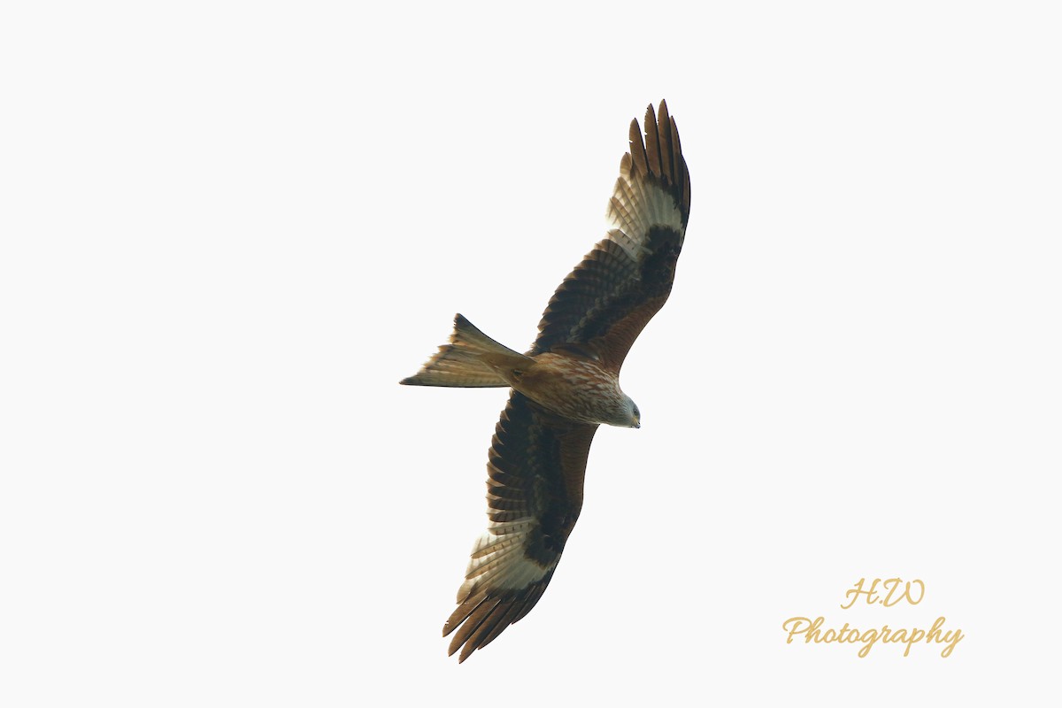 Red Kite - Harvey West