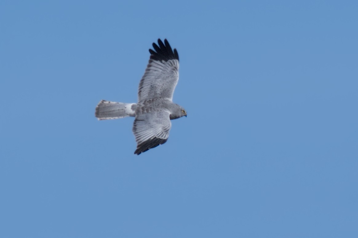 Hen Harrier - Natalya Ostapova