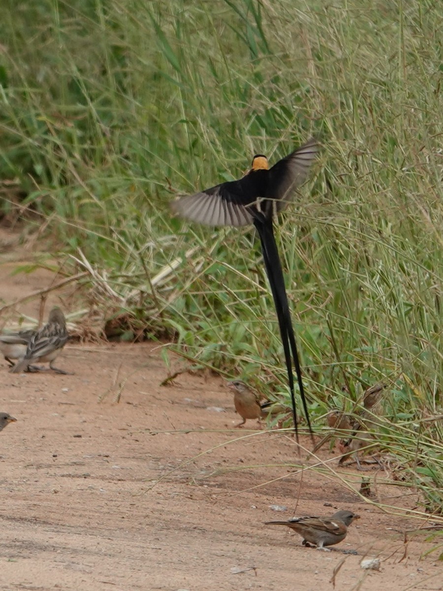 Eastern Paradise-Whydah - ML617603506